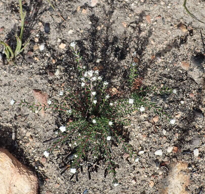 Image of Phylica lanata Pillans