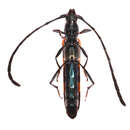 Anubis scalaris (Pascoe 1863)的图像