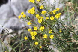 Image of Aurinia corymbosa Griseb.