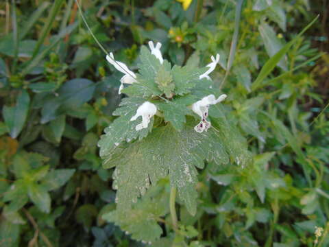 Image of Lamium bifidum Cirillo