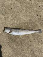 Image of Pacific tomcod