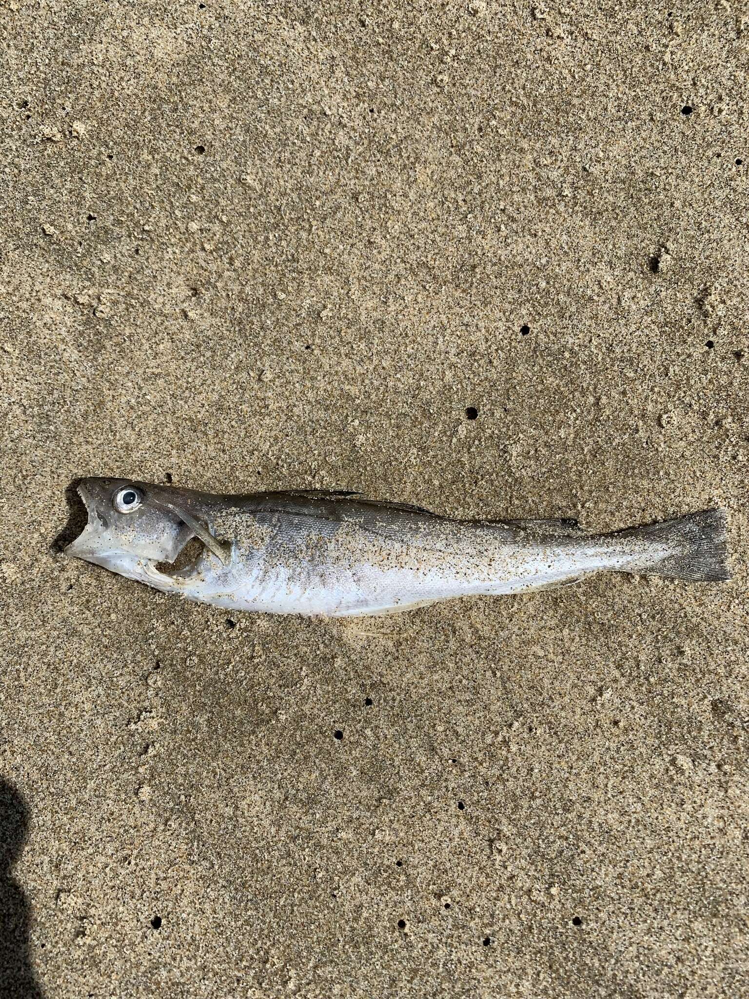 Image of Pacific tomcod