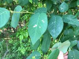 Image of Allegheny Serviceberry