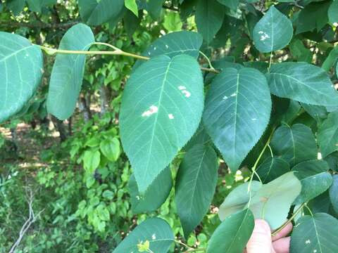 Image of Allegheny Serviceberry