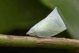 Image of Anaya luteimargo (Walker 1857)