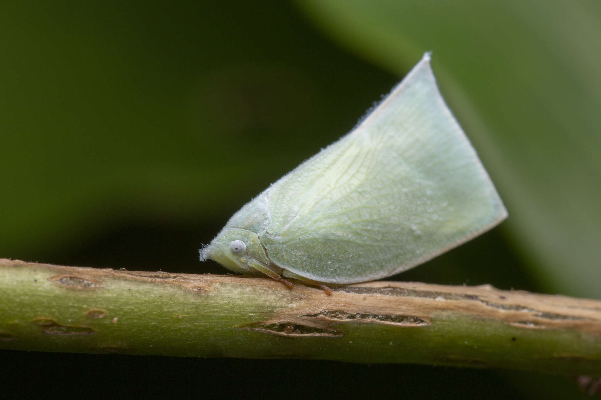 Image of Anaya luteimargo (Walker 1857)
