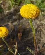 Oncosiphon grandiflorum (Thunb.) M. Källersjö的圖片