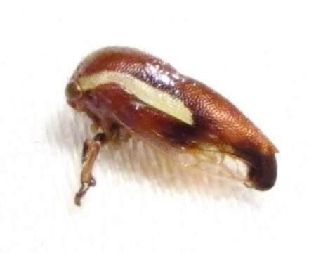 Image of Ophiderma flavicephala Goding