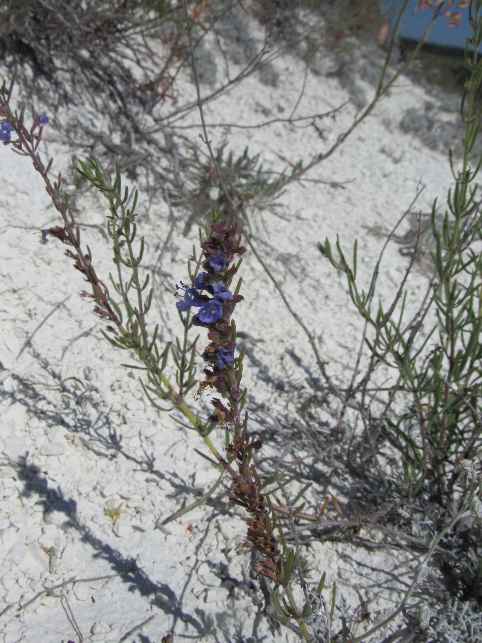 Image of Hyssopus officinalis subsp. montanus (Jord. & Fourr.) Briq.