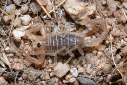 Image of Paruroctonus becki (Gertsch & Allred 1965)