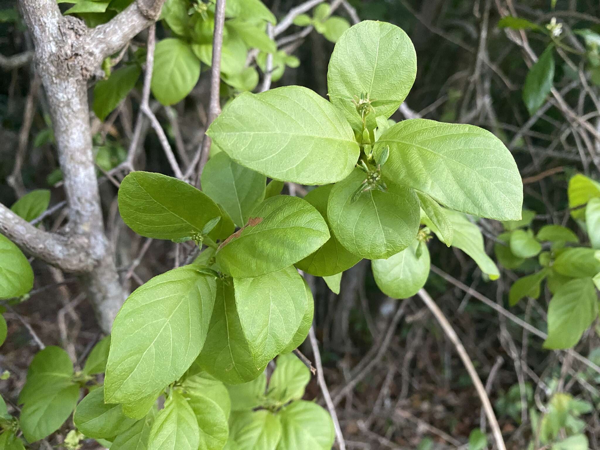 Image of Hammock Velvetseed