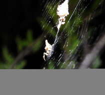 Image of Trashline orbweaver