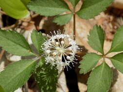 Image of dwarf ginseng