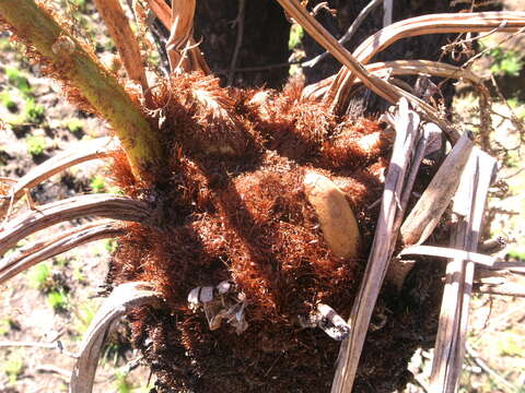 Image of Grassland tree fern