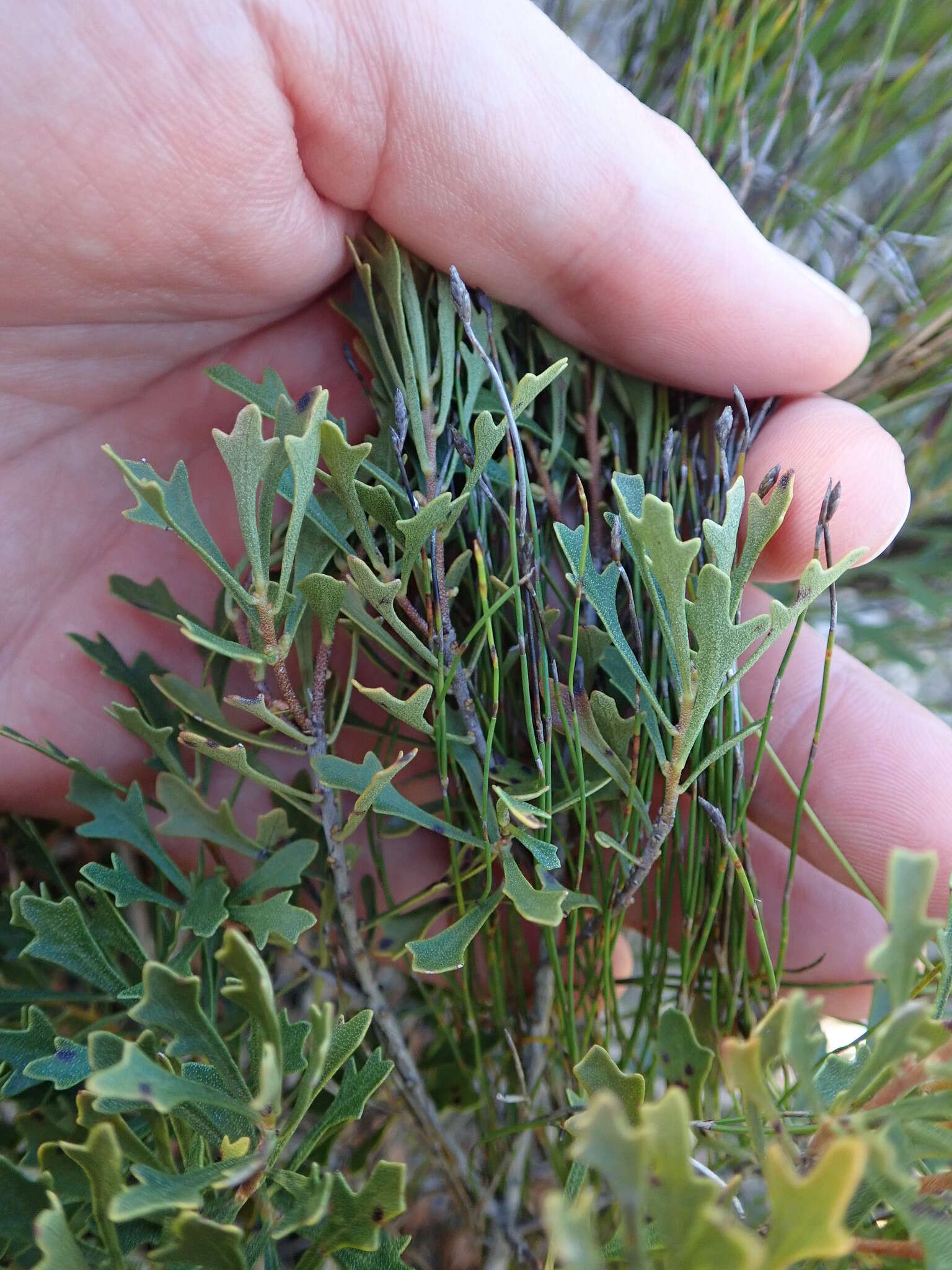 Image of Morella quercifolia (L.) D. J. B. Killick