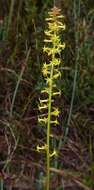 Image of Stackhousia viminea Sm.