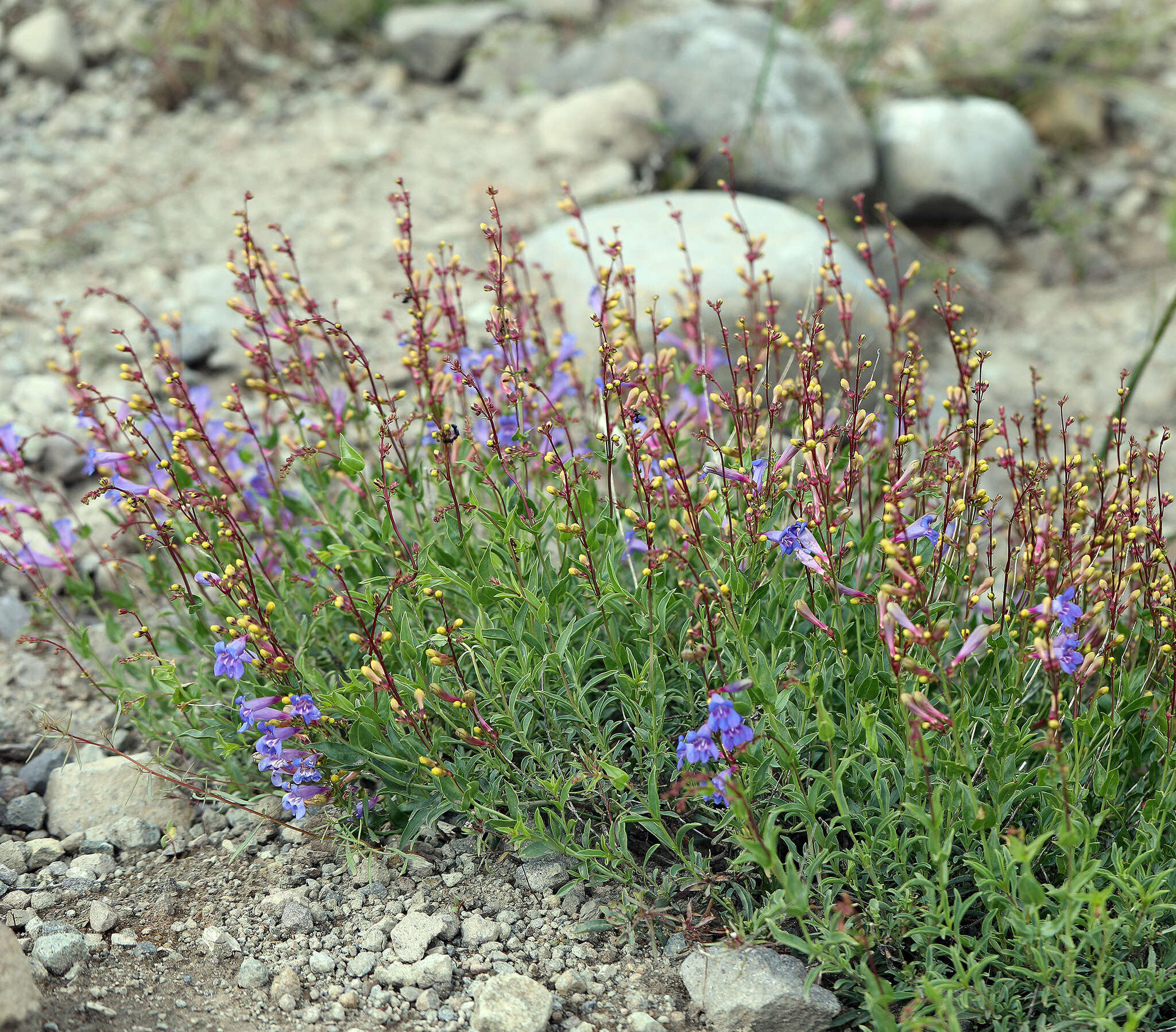 Image of azure penstemon