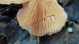 Sivun Lactarius salmonicolor R. Heim & Leclair 1953 kuva