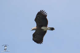 Imagem de Haliaeetus humilis (Müller, S & Schlegel 1841)