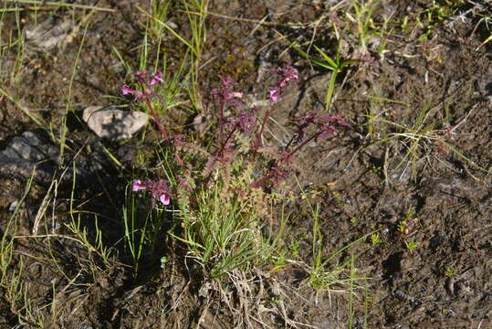 Image of Pennell's lousewort