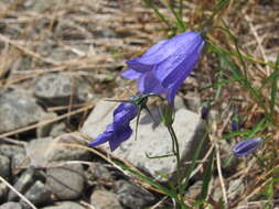 Image of Campanula serrata (Kit. ex Schult.) Hendrych