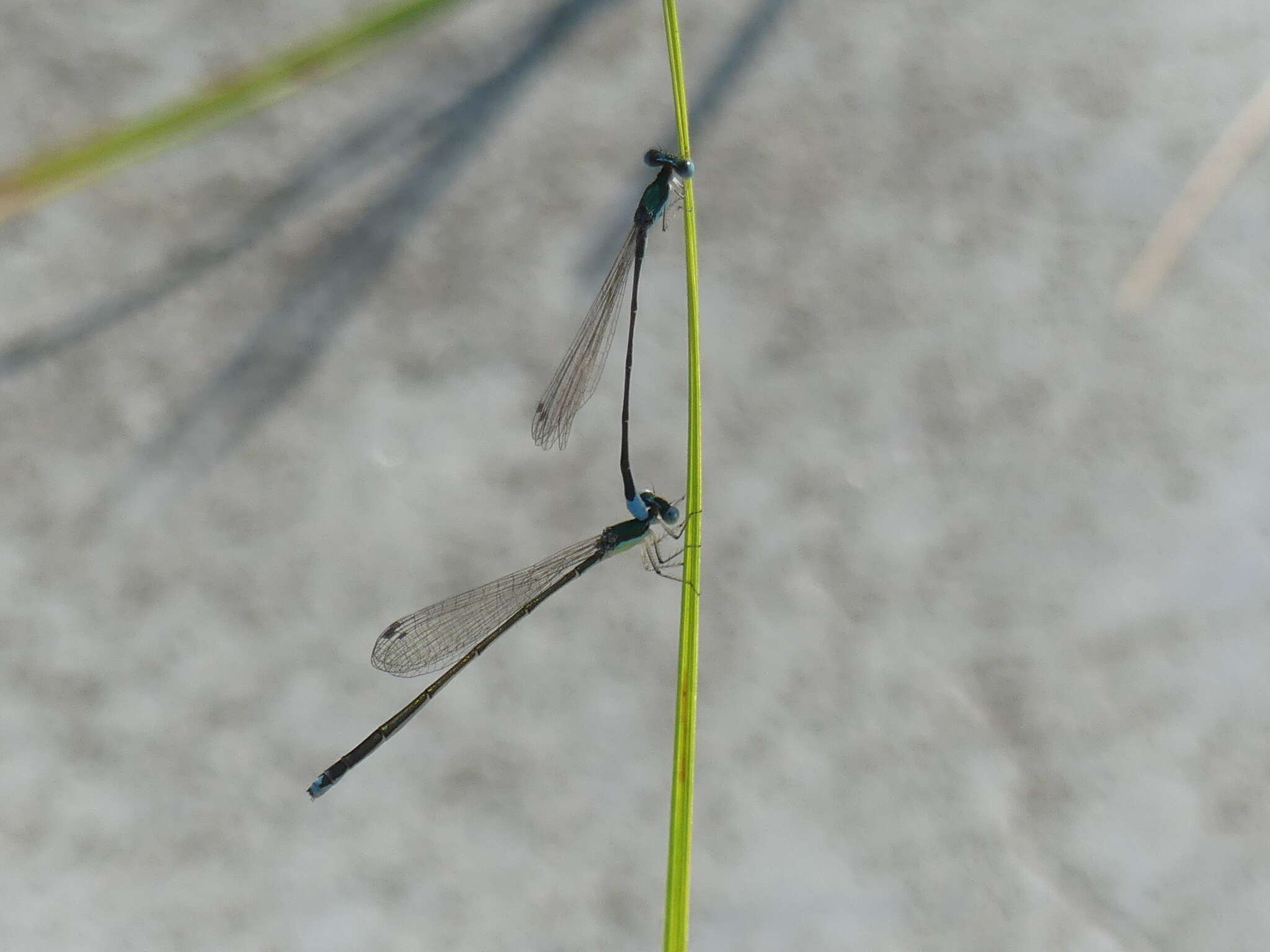 Imagem de Nehalennia gracilis Morse 1895