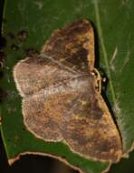 Image of Peratophyga crista Jiang, Xue & Han