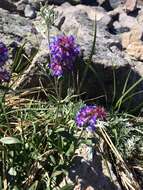 Image of Tolmie's penstemon