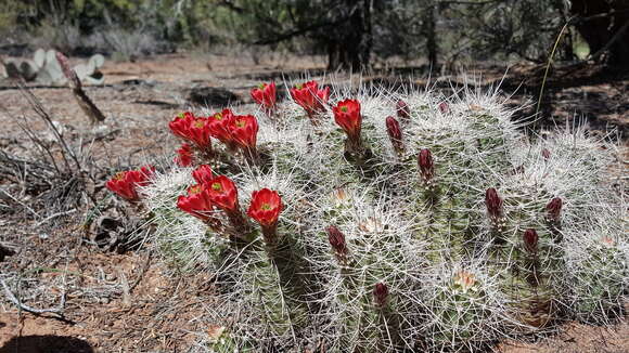 Image of <i>Echinocereus bakeri</i>