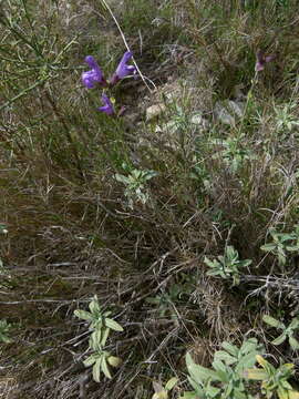 Imagem de Salvia officinalis L.