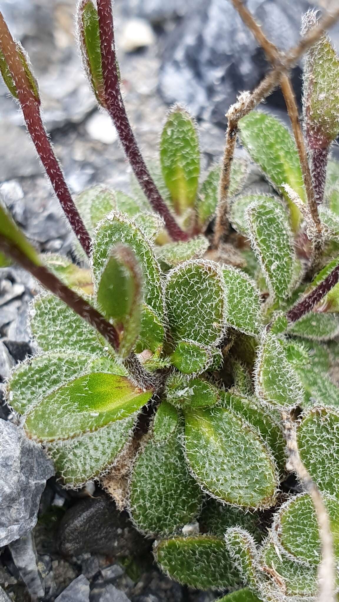 Image of Arabis stellulata Bertol.