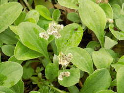 Image of woman's tobacco