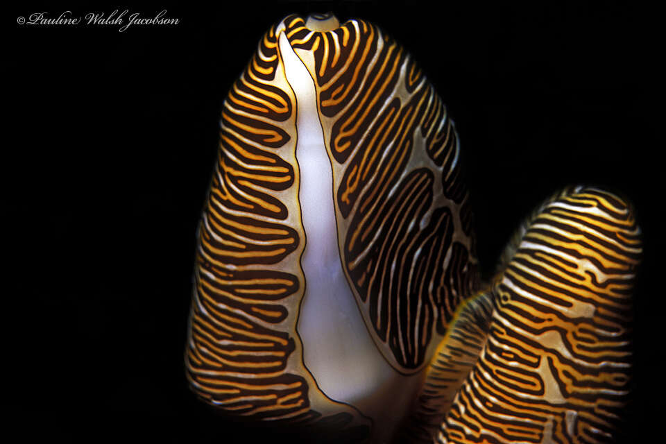 Image of Fingerprint cowry