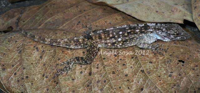 Image of Anolis charlesmyersi Köhler 2010