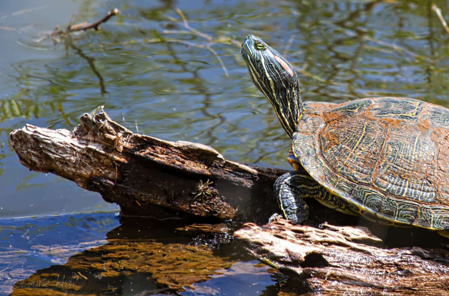 Image of slider turtle, red-eared terrapin, red-eared slider