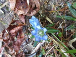 Image of Gentiana davidii var. formosana (Hayata) T. N. Ho