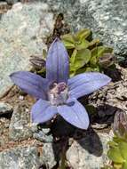 Image of Mount Cenis Bellflower