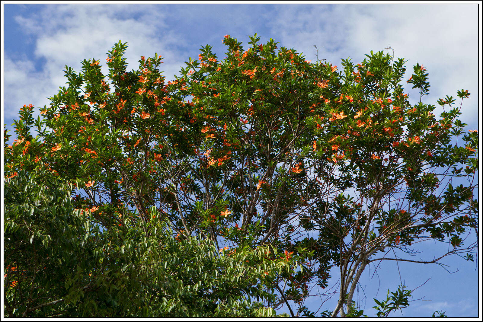 Image de Erblichia odorata Seem.