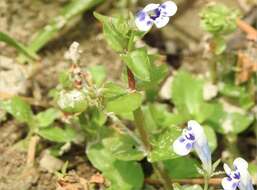 Image of Lindernia rotundifolia (L.) Alston