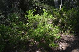 Sivun Gaultheria tenuifolia (R. Phil.) Sleum. kuva