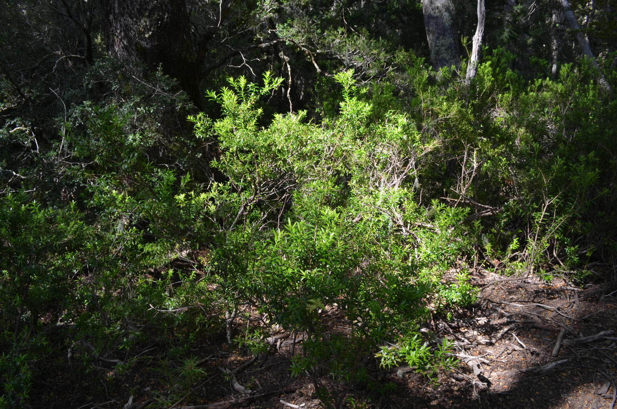 Sivun Gaultheria tenuifolia (R. Phil.) Sleum. kuva