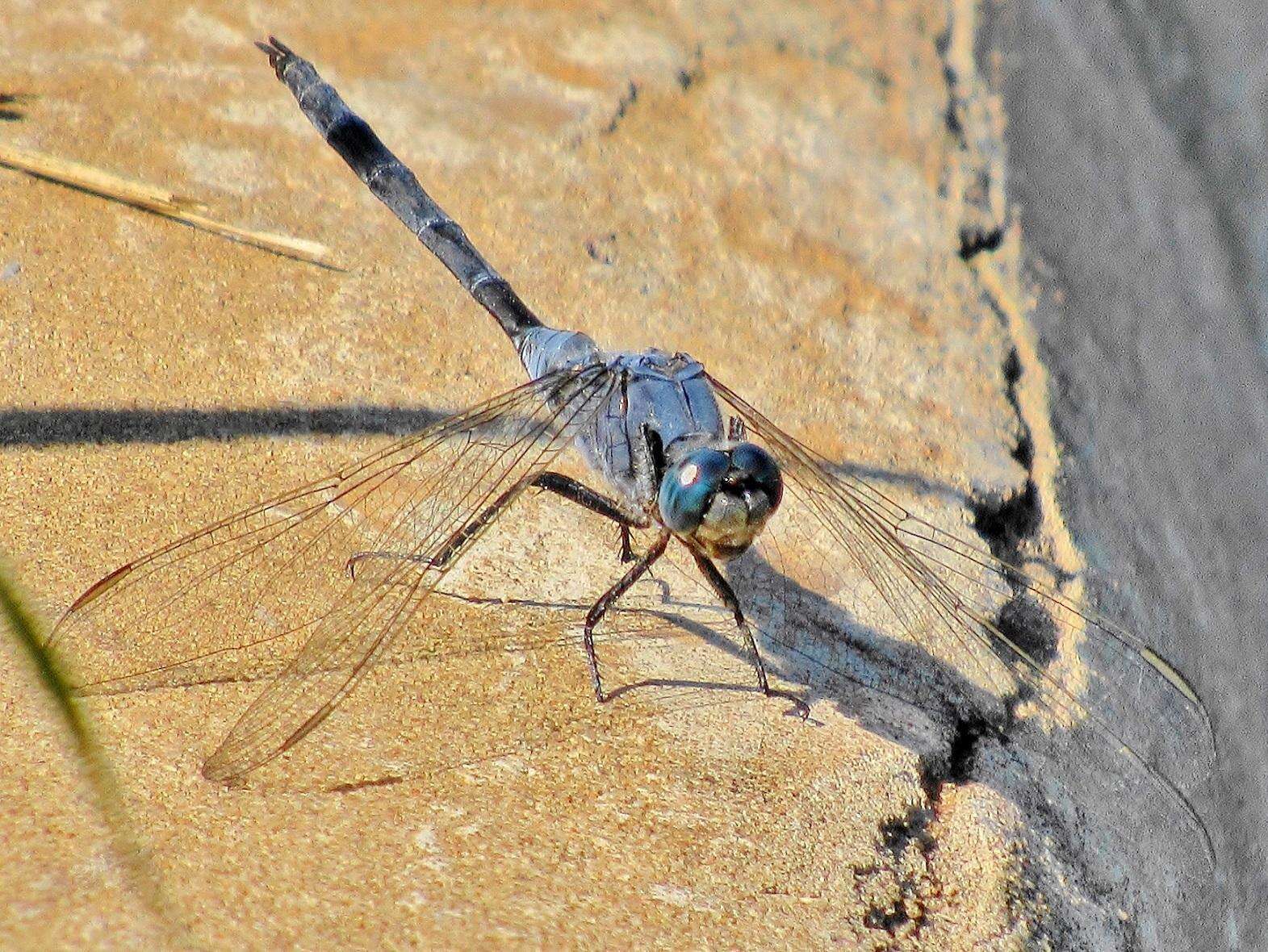 Image of Long Skimmer