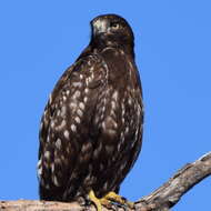 Image of Harlan's Hawk