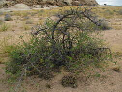 Image of Grey-leaved cordia