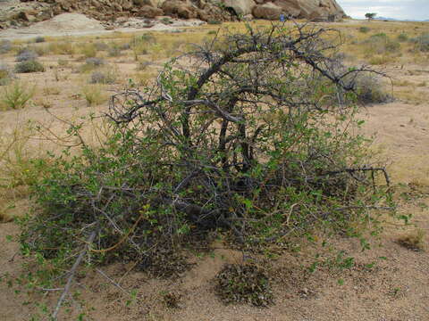 Image of Grey-leaved cordia