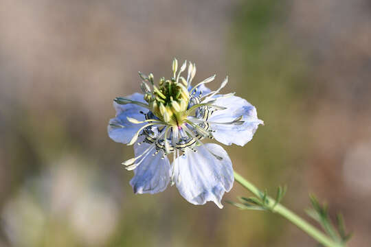 Nigella arvensis subsp. arvensis resmi