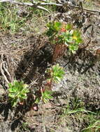 Image of Aeonium decorum Webb ex C. Bolle