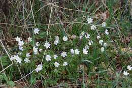 Image of European thimbleweed