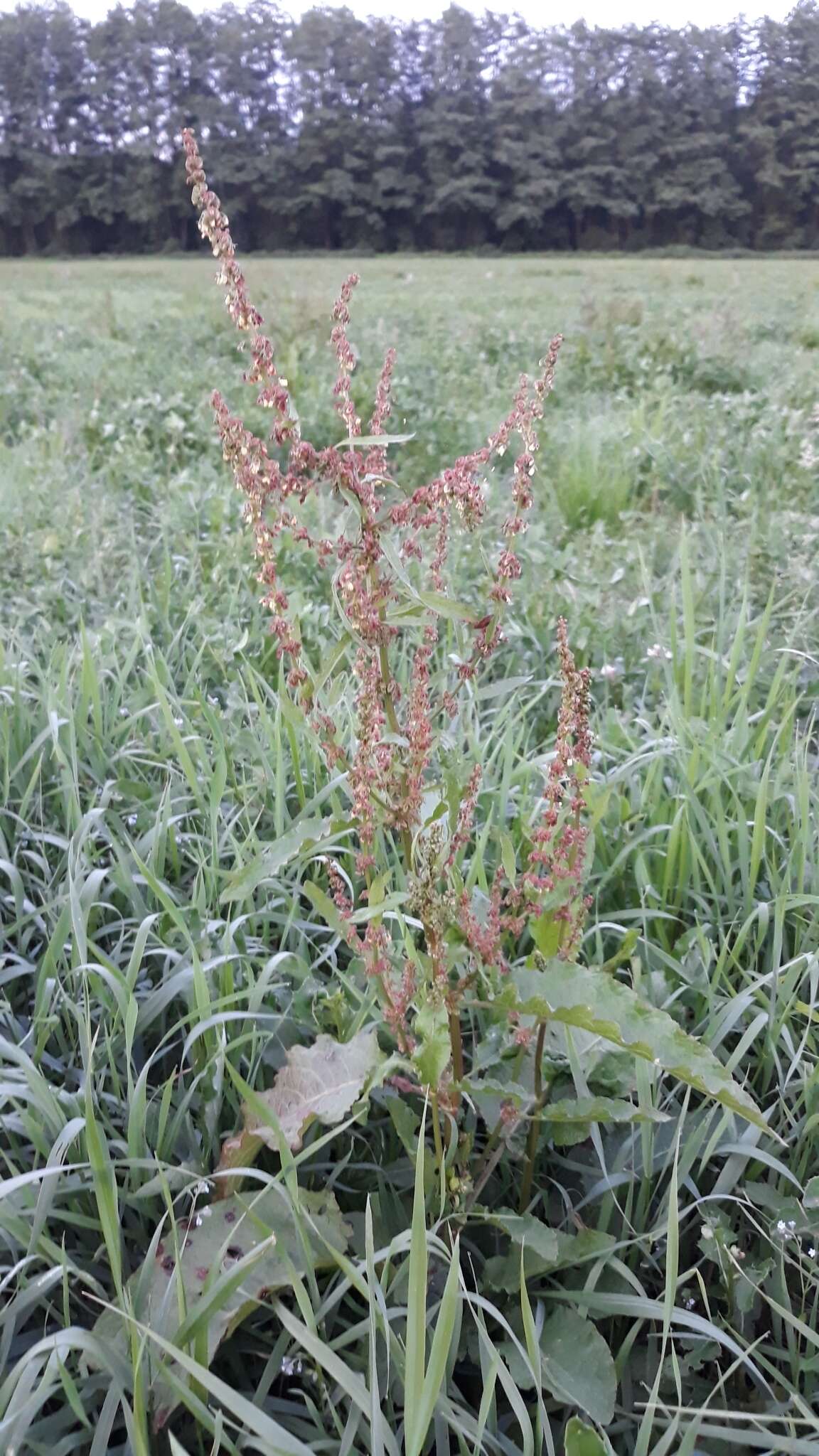 Rumex acutus L.的圖片