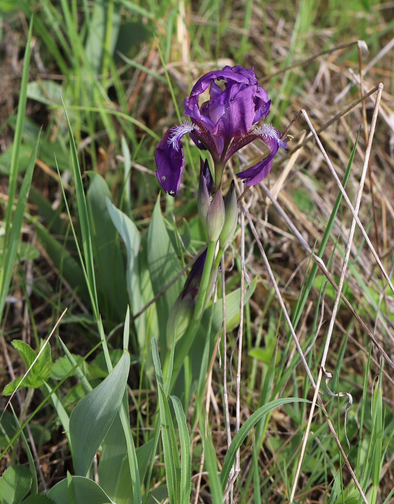 Image of stool iris